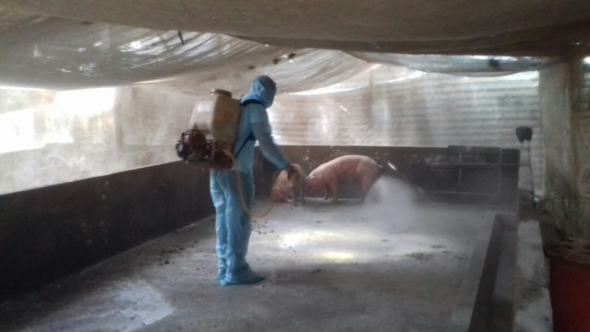 Sóc Trăng tiêu hủy 1,2 tấn lợn nhiễm dịch tả lợn châu Phi
