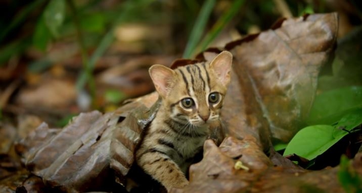 Cận cảnh loài mèo nhỏ nhất và hiếm nhất thế giới