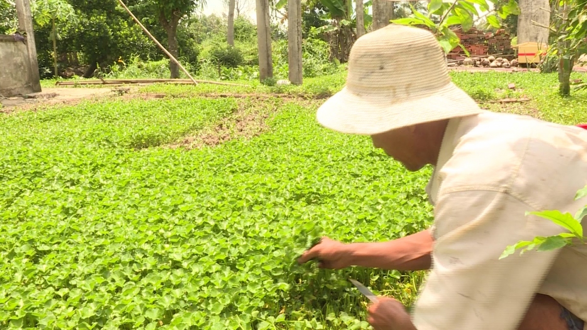 Chỉ khoảng 5% tổng diện tích rau, hoa, quả được sản xuất theo quy trình an toàn