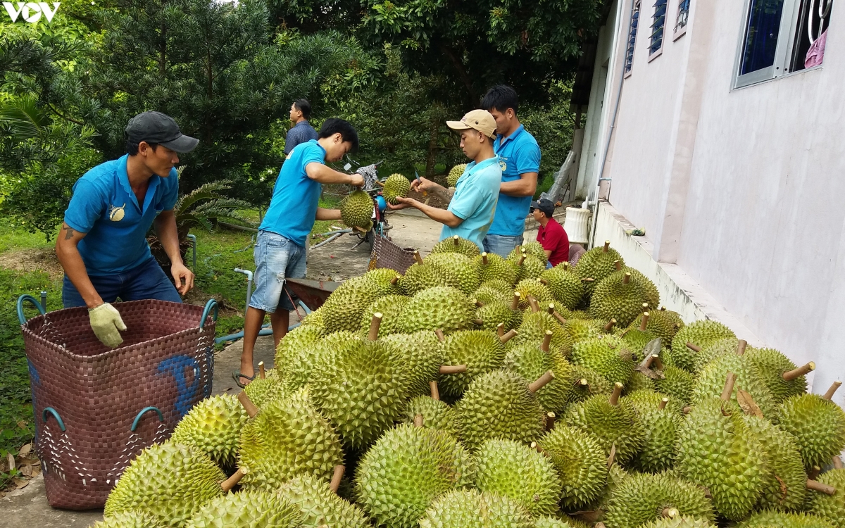 Trung Quốc ồ ạt gom mua nông sản Việt khiến giá tăng kỷ lục