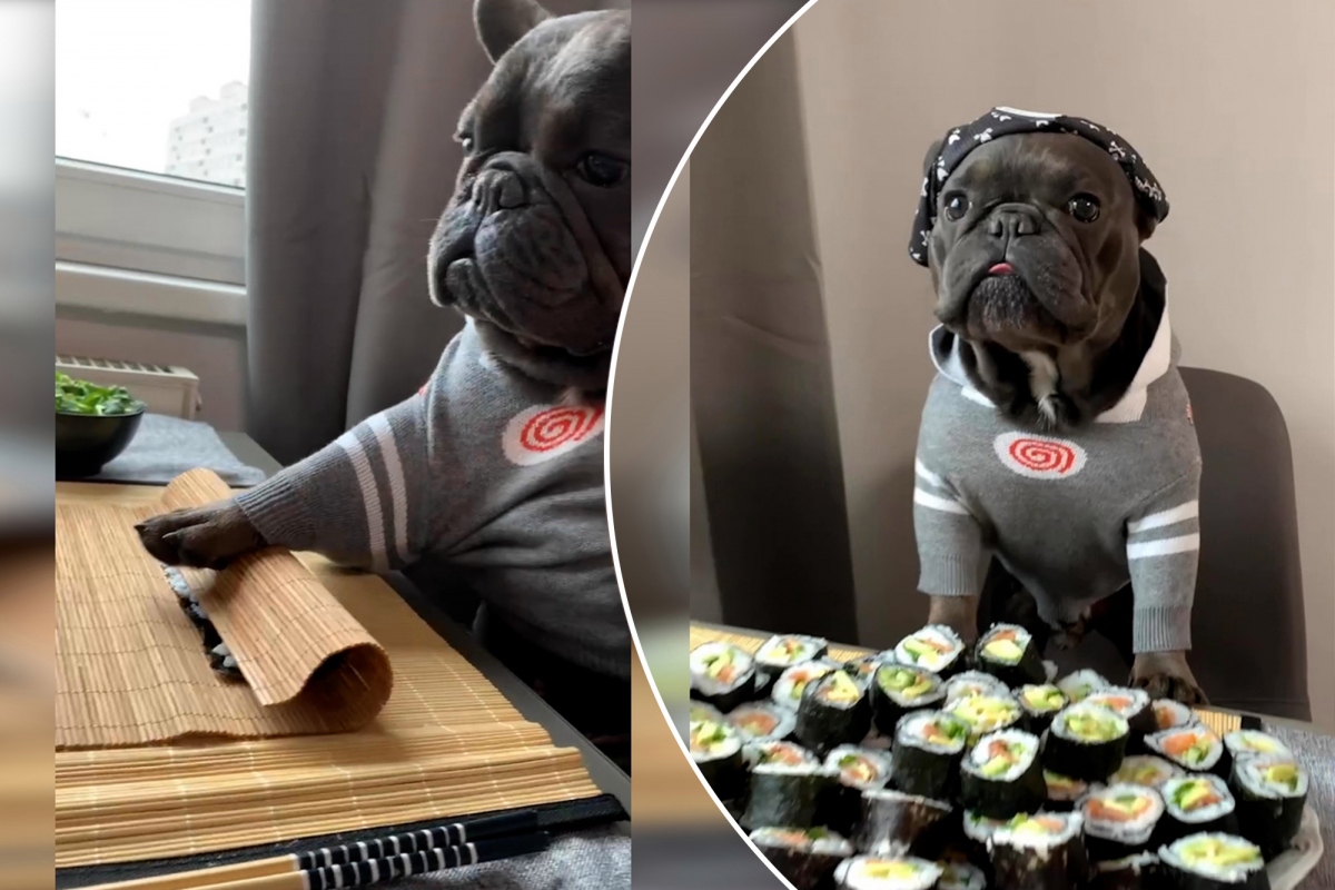 Tròn mắt xem chú chó bulldog trổ tài làm sushi như "đầu bếp chuyên nghiệp"