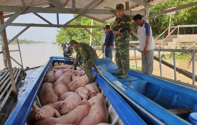 Làm rõ việc xuất lậu lợn và các sản phẩm từ lợn qua biên giới