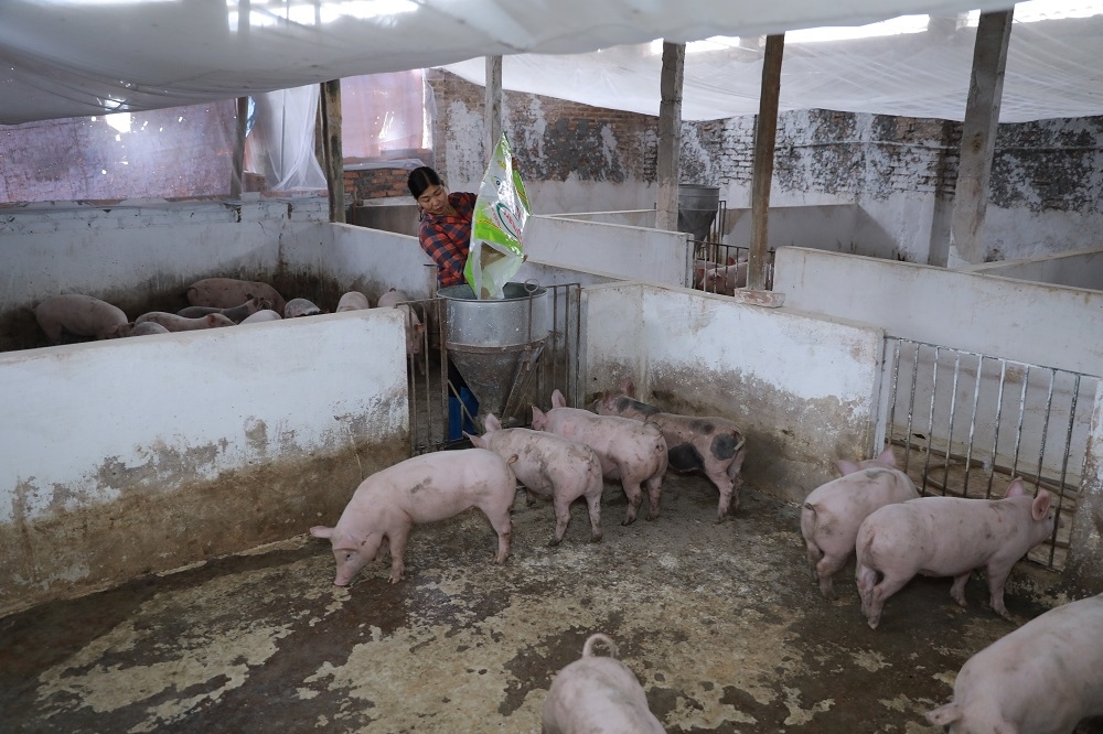 Bắc Giang tái đàn gia súc thành công nhờ chăn nuôi an toàn sinh học