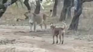 Video: Chó hoang một mình đối đầu với sư tử hung dữ