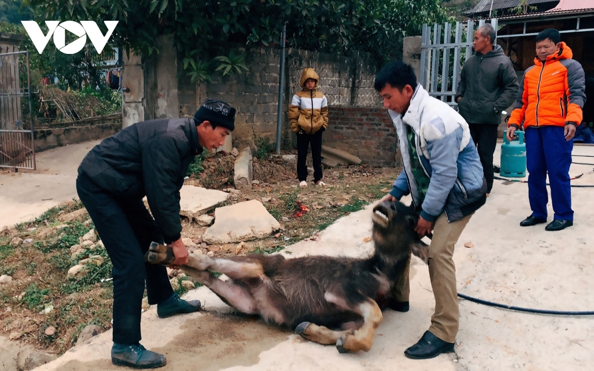 Rét hại khiến 257 con trâu, bò bị chết tại Huyện Kon Plông, Kon Tum