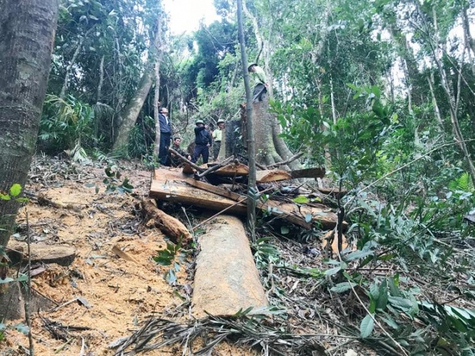 Khởi tố vụ khai thác 21 cây gỗ trái phép ở Gia Lai