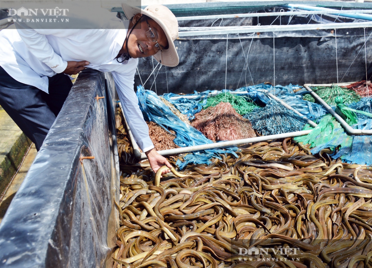 Tỷ phú nông dân tỉnh Bạc Liêu nuôi lươn không bùn công nghệ cao, lời 2,5 tỷ đồng