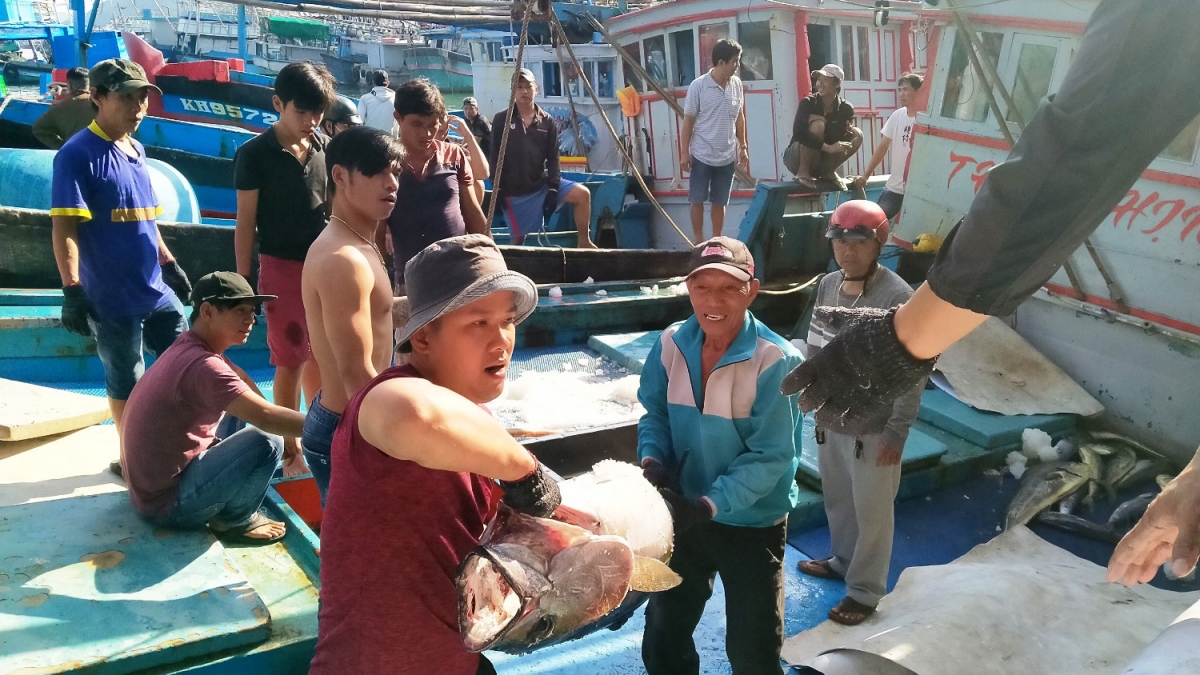 Ngư dân được mùa được giá vụ cá ngừ cuối năm
