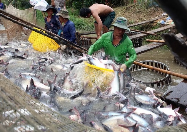 Campuchia xem xét lại quyết định tạm ngừng nhập khẩu cá theo đề xuất của Việt Nam