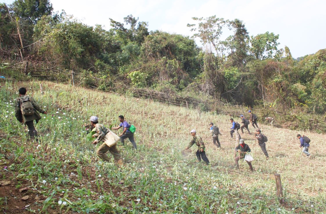Lào: Tỉnh Oudomxay tiêu hủy hơn 31 ha cây thuốc phiện