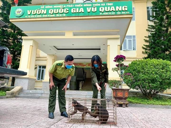 Vườn quốc gia Vũ Quang tiếp nhận 2 khỉ mặt đỏ và 1 trăn đất do người dân giao nộp