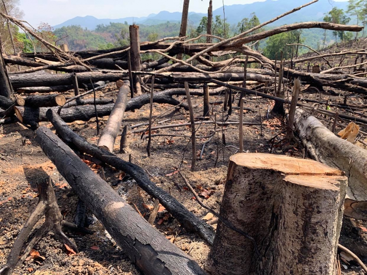 Đắk Lắk điều tra 2 vụ việc phá rừng rất nghiêm trọng
