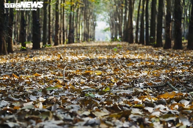 Đẹp ngỡ ngàng rừng cao su ở Bình Phước mùa thay lá