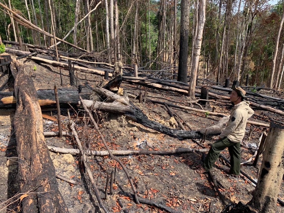 Nóng vấn đề phá rừng, đầu nậu lừa đảo buôn bán đất rừng trái phép tại Đắk Lắk