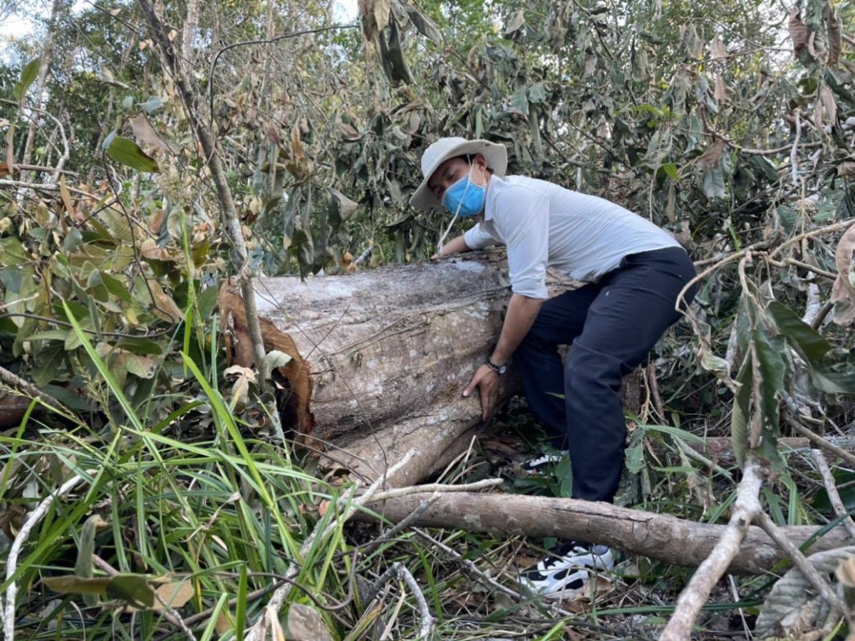 Liên tiếp phát hiện nhiều vụ phá rừng sau Tết Tân Sửu 2021 tại Đắk Lắk