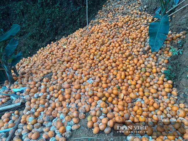 Gần 3.000 tấn cam Hà Giang bị thối rụng đỏ vườn