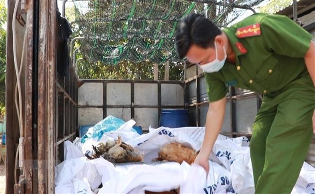 Phát hiện, bắt giữ xe tải vận chuyển gần 400kg gà chết tại Bình Phước