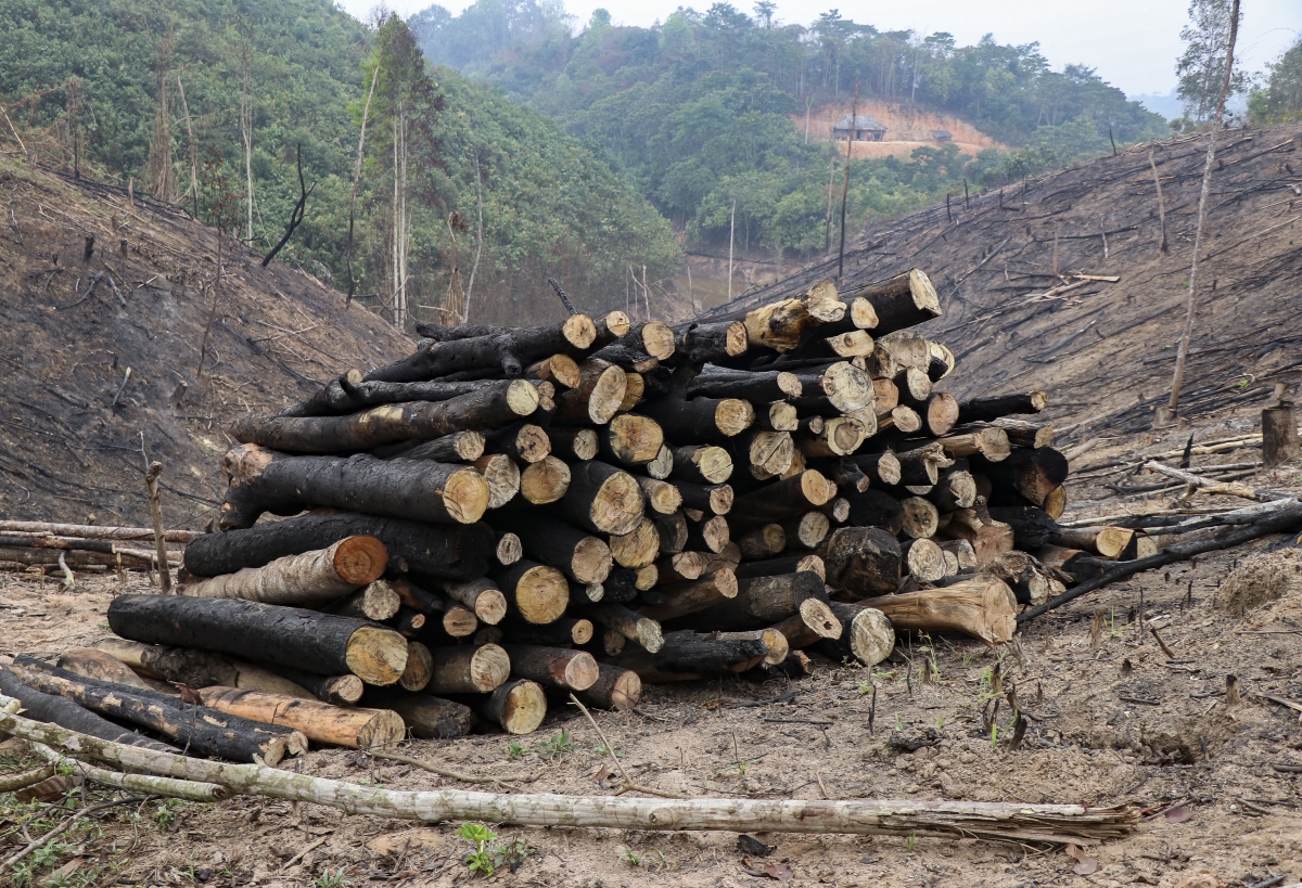 UBND tỉnh Điện Biên chỉ đạo làm rõ vụ phá rừng tái sinh ở huyện Nậm Pồ