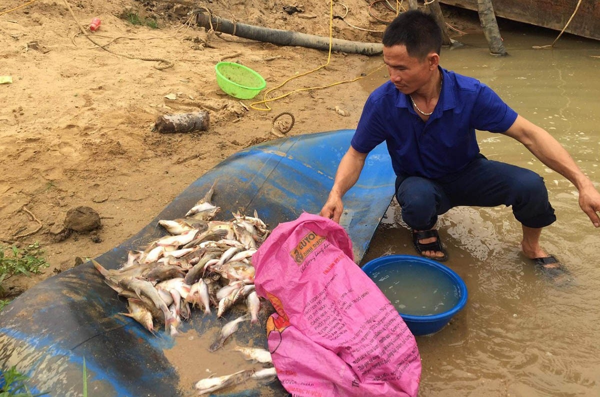 Tìm nguyên nhân cá chết trắng trên sông Con, Nghệ An