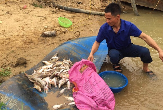 Nguyên nhân ban đầu khiến cá chết trắng xoá bất thường trên sông Con