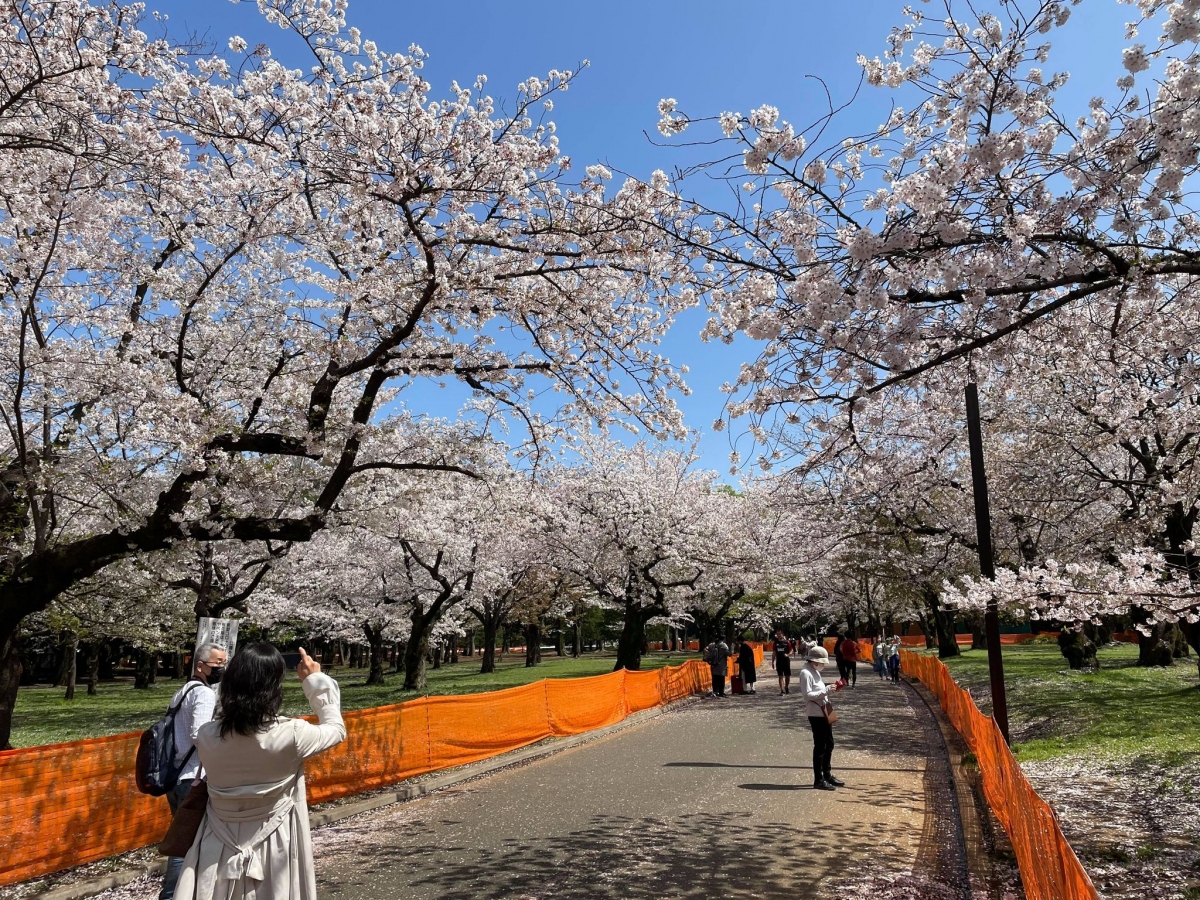 Người dân Nhật Bản ngắm hoa anh đào trong sự “kìm nén” lạ thường