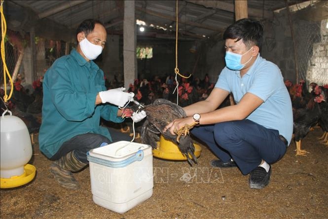 Tổ chức FAO và (WHO) kêu gọi Việt Nam cảnh giác với cúm gia cầm H5N8