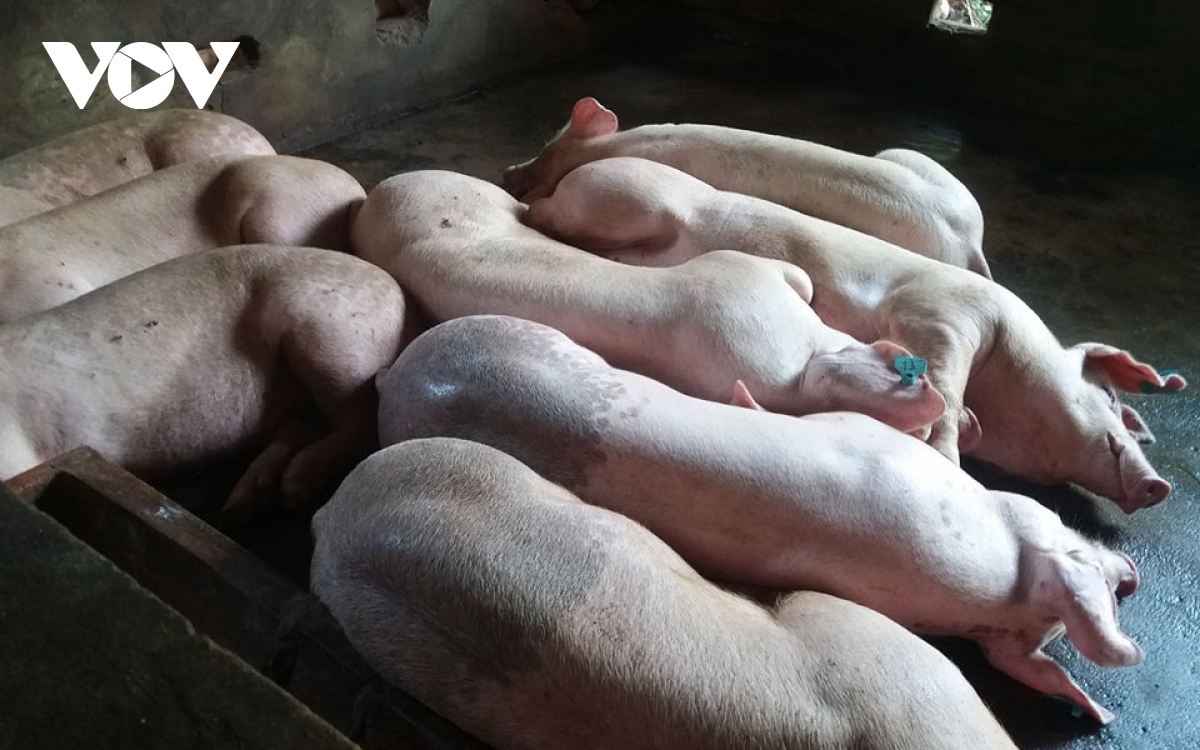 Bệnh dịch tả lợn châu Phi tiếp tục tái phát tại Nghệ An