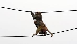 Nín thở xem cảnh đàn khỉ liều lĩnh rủ nhau “làm xiếc” trên dây điện