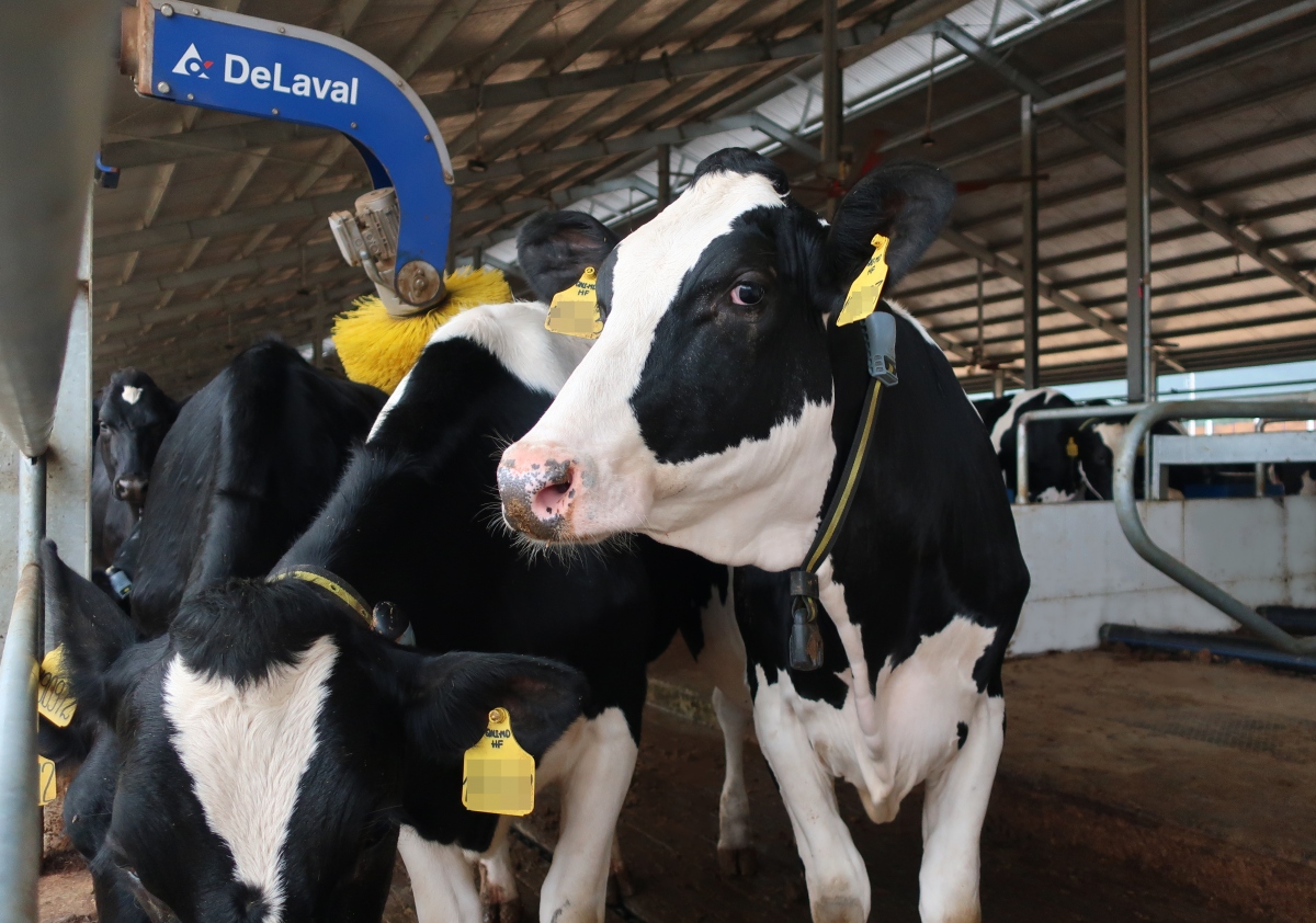 Vinamilk tiếp tục nhập hơn 2.100 con bò sữa HF thuần chủng từ Mỹ