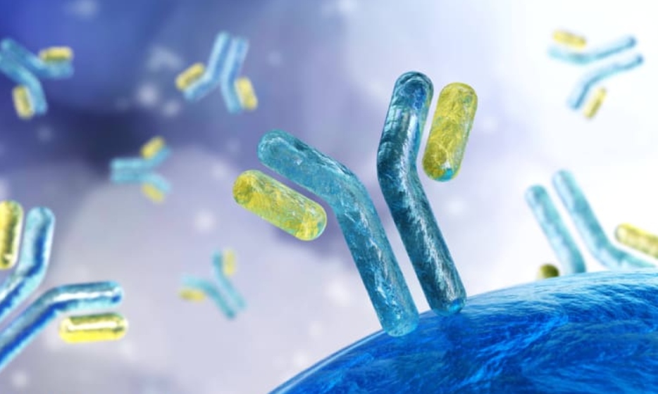 Phát triển kháng thể kép có khả năng chống lại đột biến virus SARS-CoV-2