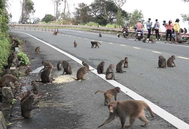 Đàn khỉ trăm con tràn xuống đường xin ăn, Đà Nẵng cử người ngăn chặn