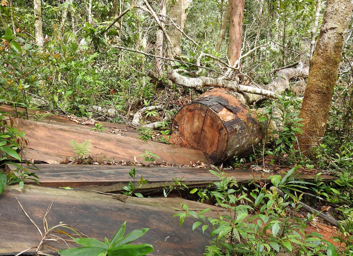 Kon Tum khám nghiệm hiện trường vụ khai thác trên 79m3 gỗ 
