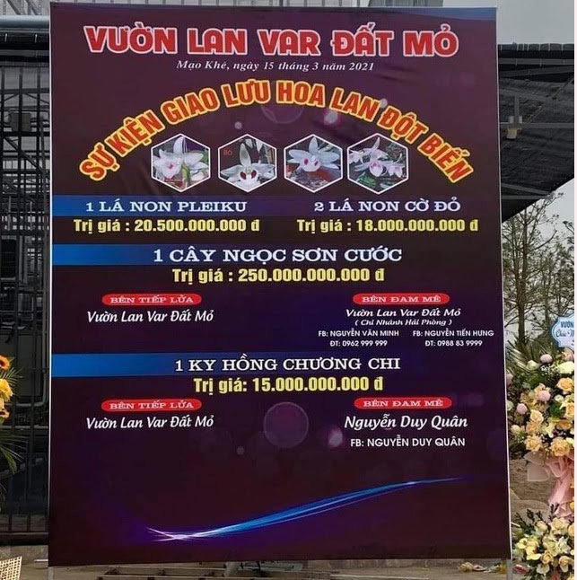 Thông tin mới nhất về vụ bán lan đột biến 250 tỷ đồng ở Quảng Ninh