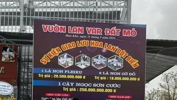 Làm rõ vụ mua bán lan đột biến lên đến hàng trăm tỷ đồng tại Quảng Ninh