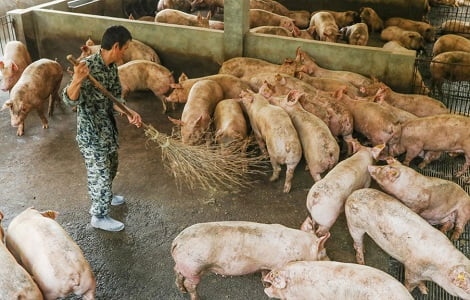 Sản lượng lợn hơi Trung Quốc đang trên đà phục hồi