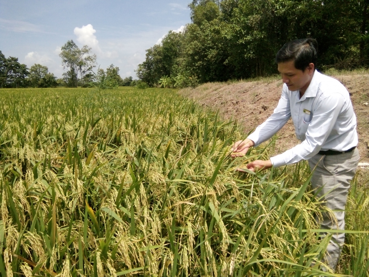 Hợp phần lúa gạo ở vùng ĐBSCL đạt hiệu quả cao sau khi chuyển đổi