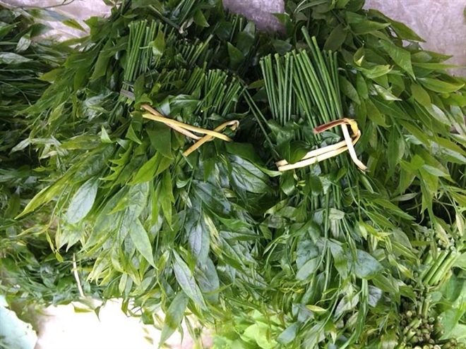 Giá 200.000 đồng/kg, rau lạ trên rừng vẫn được nhiều người Hà Nội tìm mua