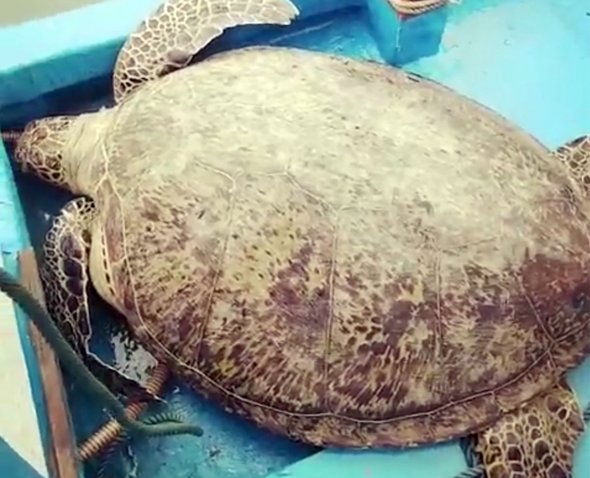 Thả 1 cá thể rùa xanh quý hiếm nặng 120kg về biển
