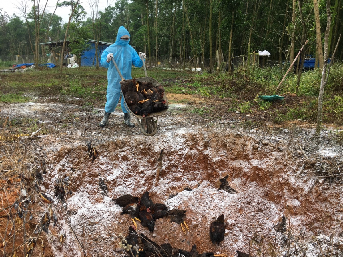 Hơn 6000 con gia cầm ở Quảng Nam mắc bệnh, chết buộc phải tiêu hủy 