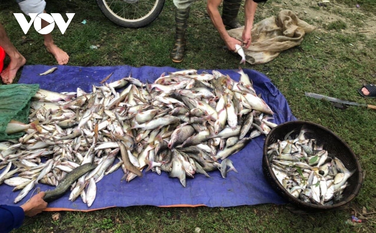 Bước đầu xác định được “thủ phạm” xả thải ra sông Mã khiến cá chết