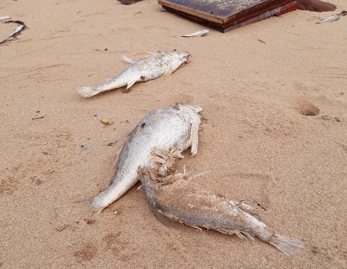Cá chết bất thường dạt vào bãi biển ở Nghệ An chưa rõ nguyên nhân