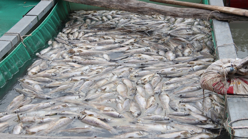 Hơn 80 tấn cá ở Bình Dương chết trắng sau cơn mưa