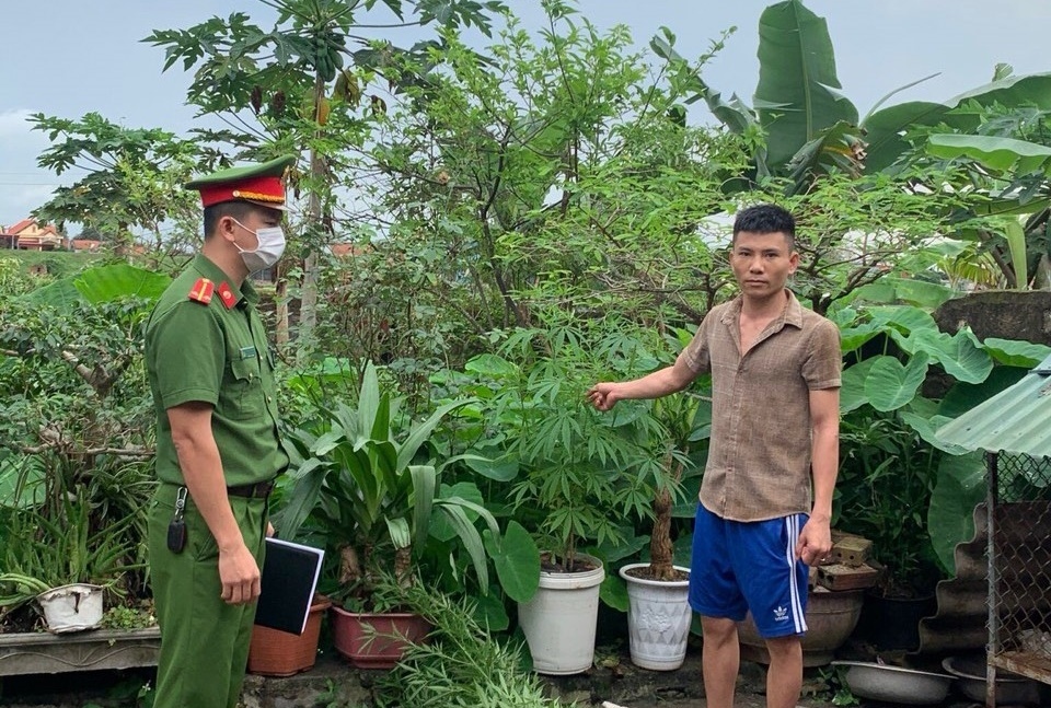 Phát hiện đối tượng trồng cần sa trong nhà tại Quảng Ninh