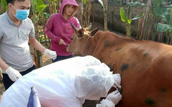 Quảng Bình tiêm vaccine phòng bệnh viêm da nổi cục trên gia súc