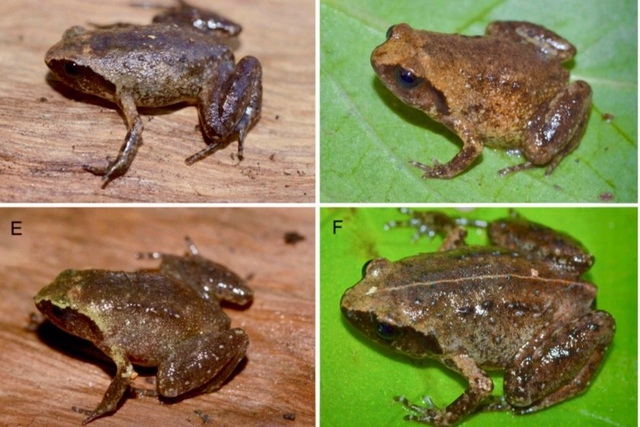 Phát hiện loài ếch lạ có kích cỡ tí hon ở Hà Tĩnh