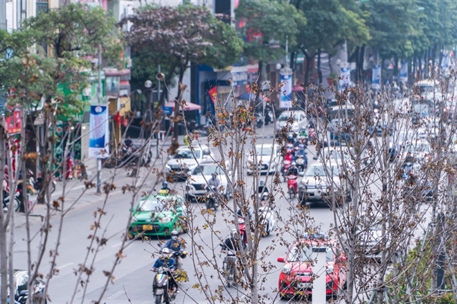 Hà Nội sẽ trồng bàng lá nhỏ thay thế hàng phong lá đỏ