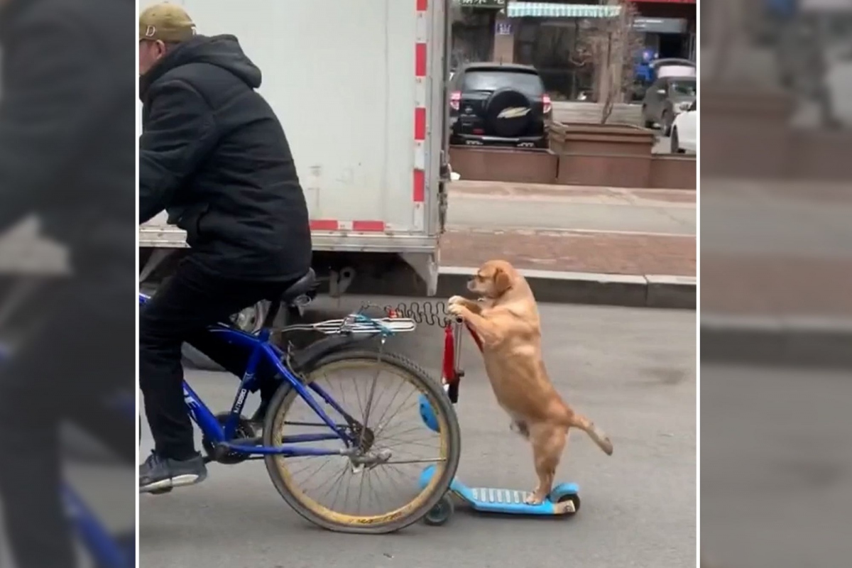 Chú chó giữ thăng bằng trên xe scooter cực kỳ điêu luyện