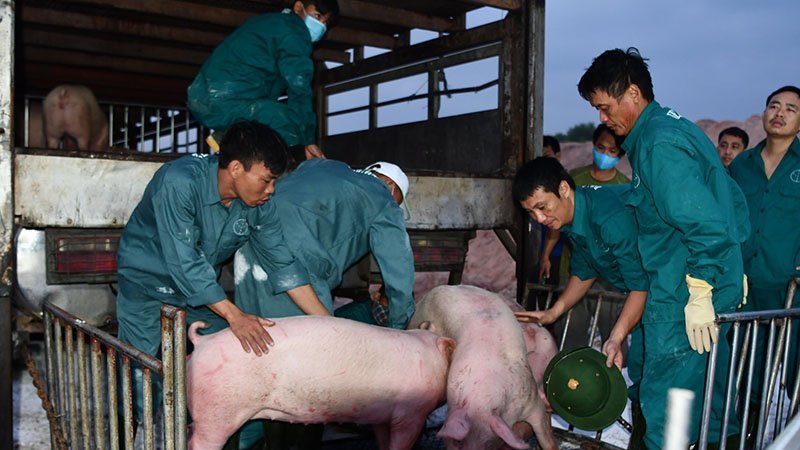 Tạm ngừng nhập khẩu lợn sống của Thái Lan từ 30/6