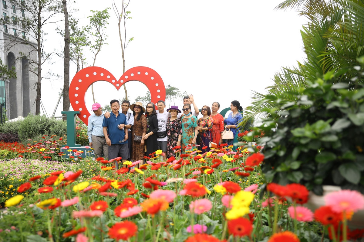 Cận cảnh thiên đường hoa rực rỡ trên đồi cao khiến du khách mê mẩn tại Hạ Long
