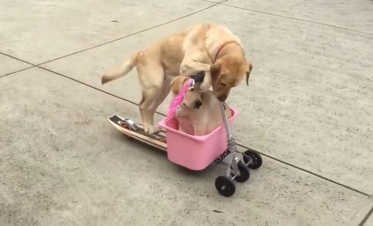 Bật cười trước cảnh tượng đáng yêu khi 2 chú chó vui vẻ chơi trò xe trượt
